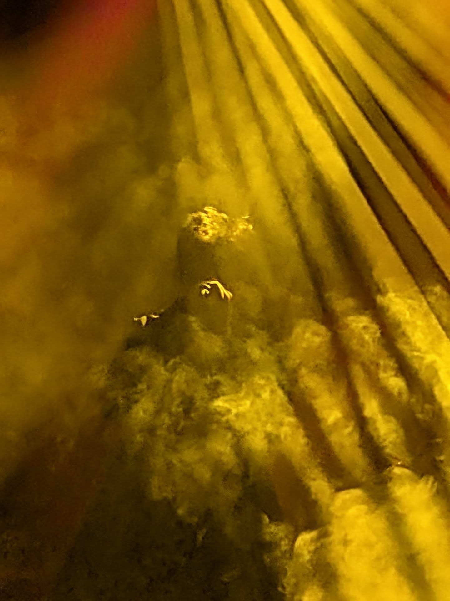 Holmfirth 1st March. Sounds amazing. 🐰